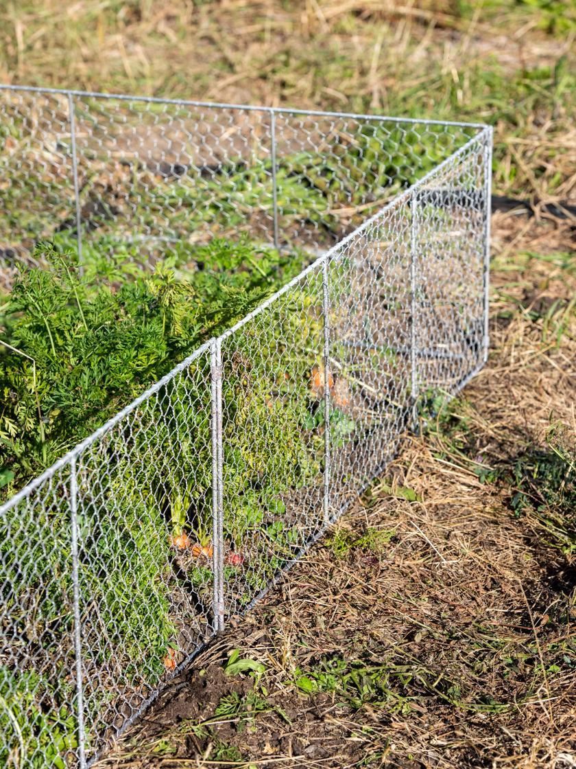 Fences & Barriers |   Chicken Wire Critter Fence, 16″ High Fences & Barriers Fences & Barriers