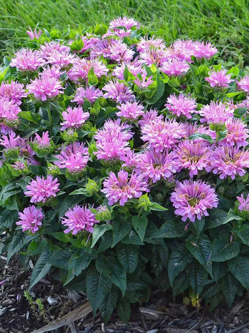 Flower Seeds & Plants |   Bee Balm, Pardon Me Lavender Flower Seeds & Plants Flower Seeds & Plants