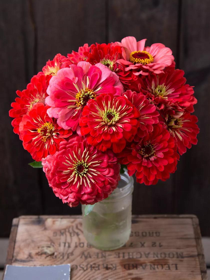 Flower Seeds & Plants |   Giant Coral Zinnia Organic Seeds Flower Seeds & Plants Flower Seeds & Plants