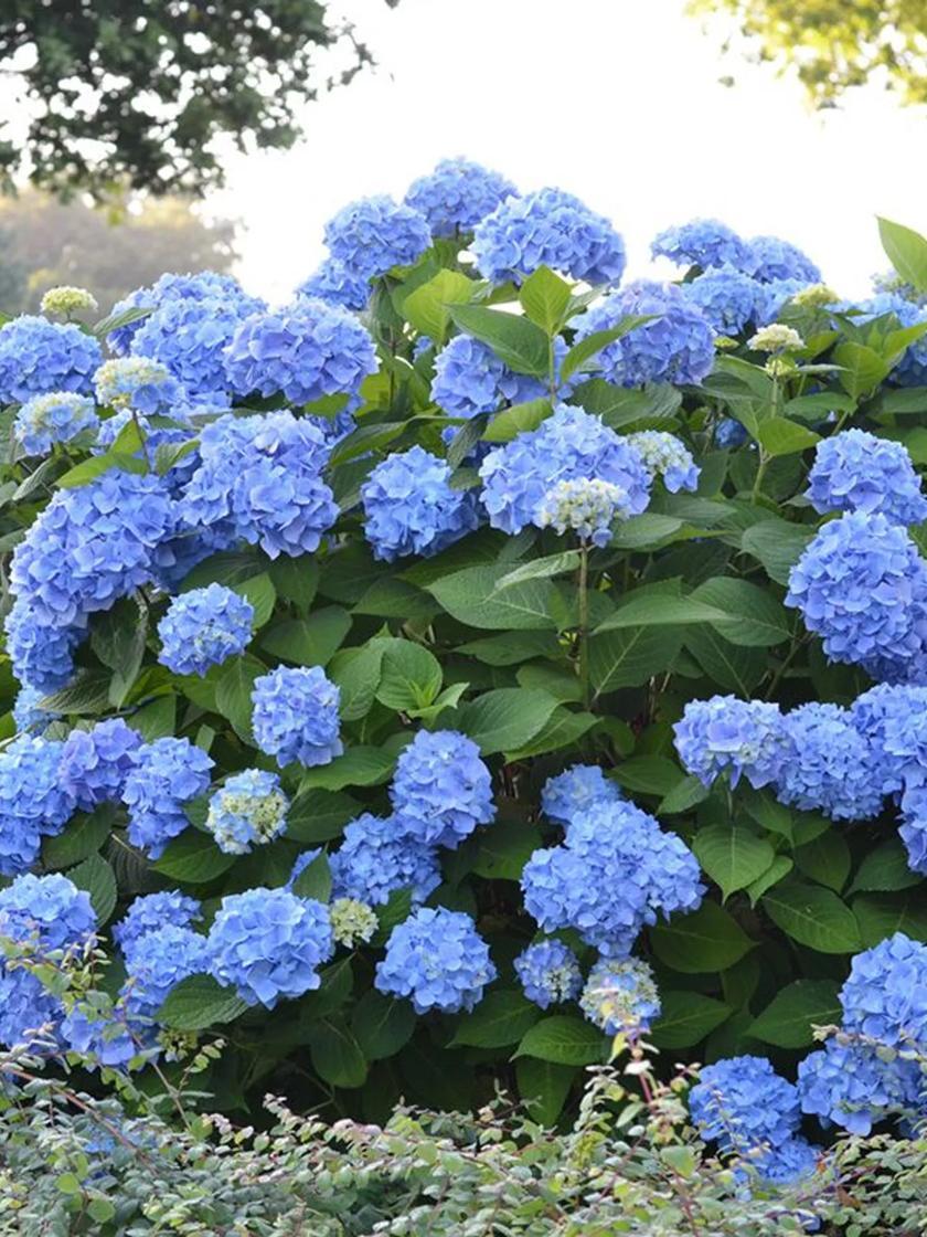 Flower Seeds & Plants |   Hydrangea, Endless Summer® Flower Seeds & Plants Flower Seeds & Plants