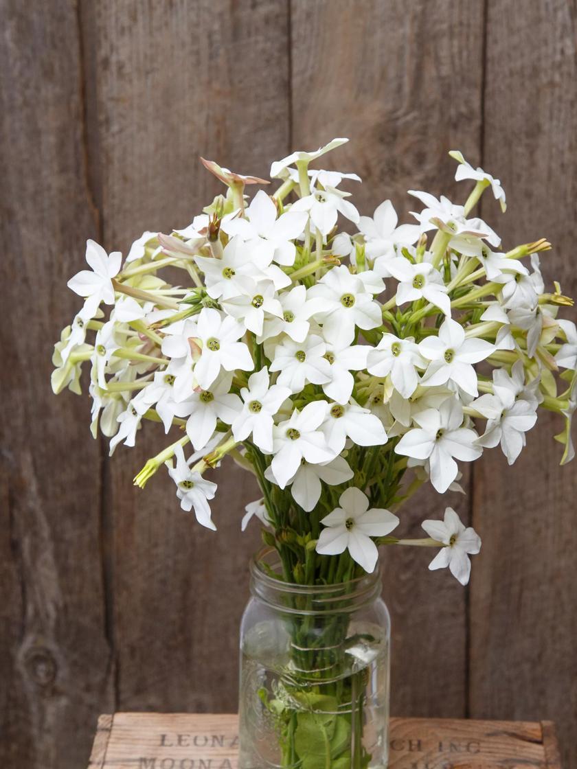 Flower Seeds & Plants |   Jasmine-Scented Nicotiana Organic Seeds Flower Seeds & Plants Flower Seeds & Plants