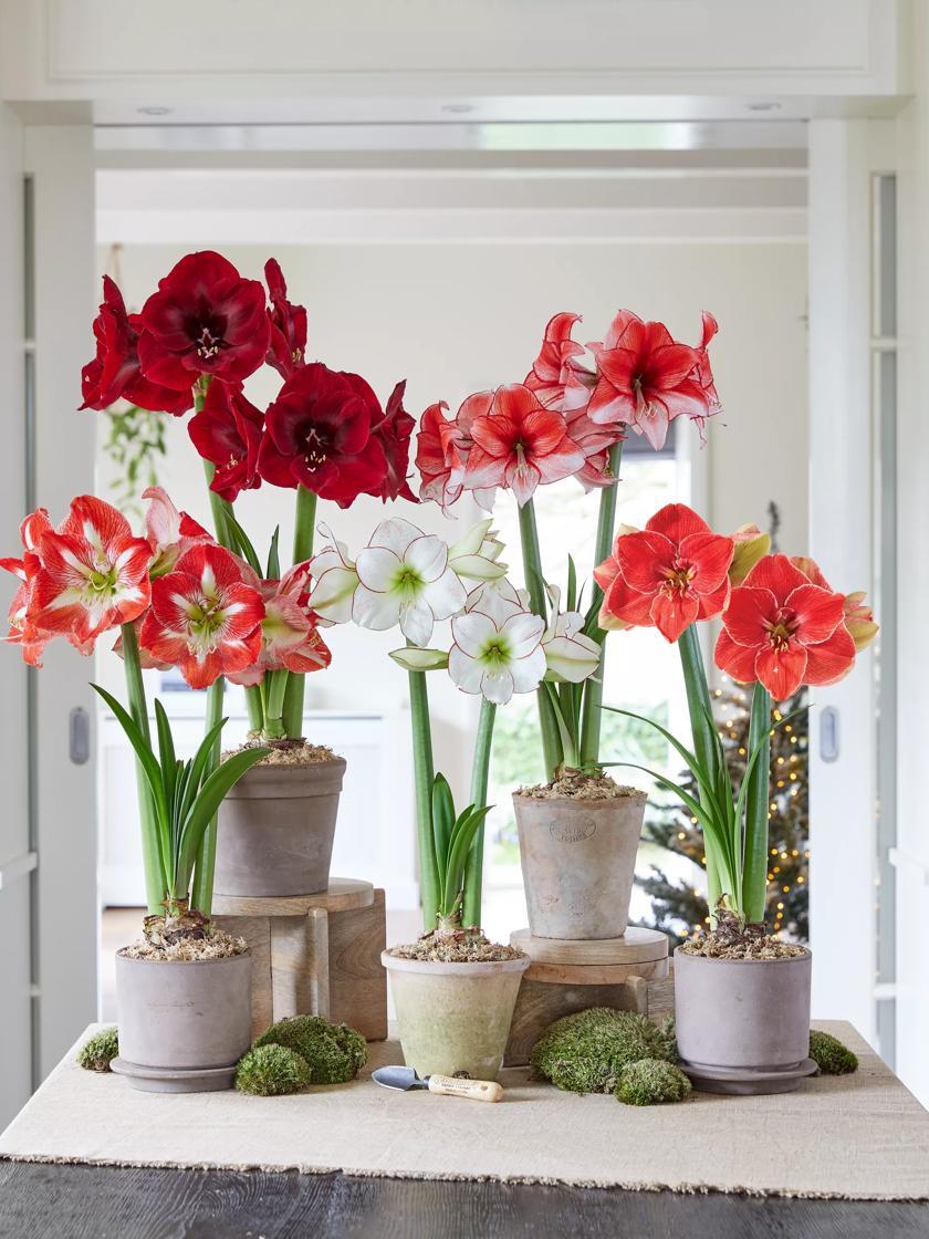 Flower Seeds & Plants |   Premium Amaryllis Bulb Flower Seeds & Plants Flower Seeds & Plants