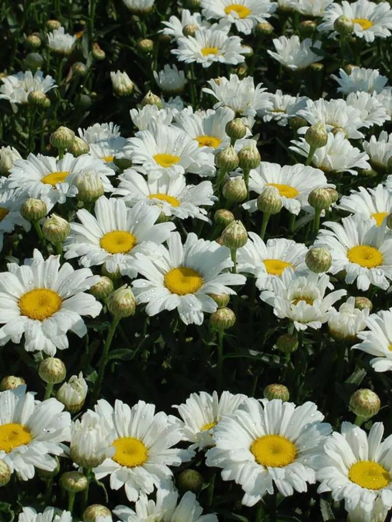 Flower Seeds & Plants |   Shasta Daisy May Flower Seeds & Plants Flower Seeds & Plants