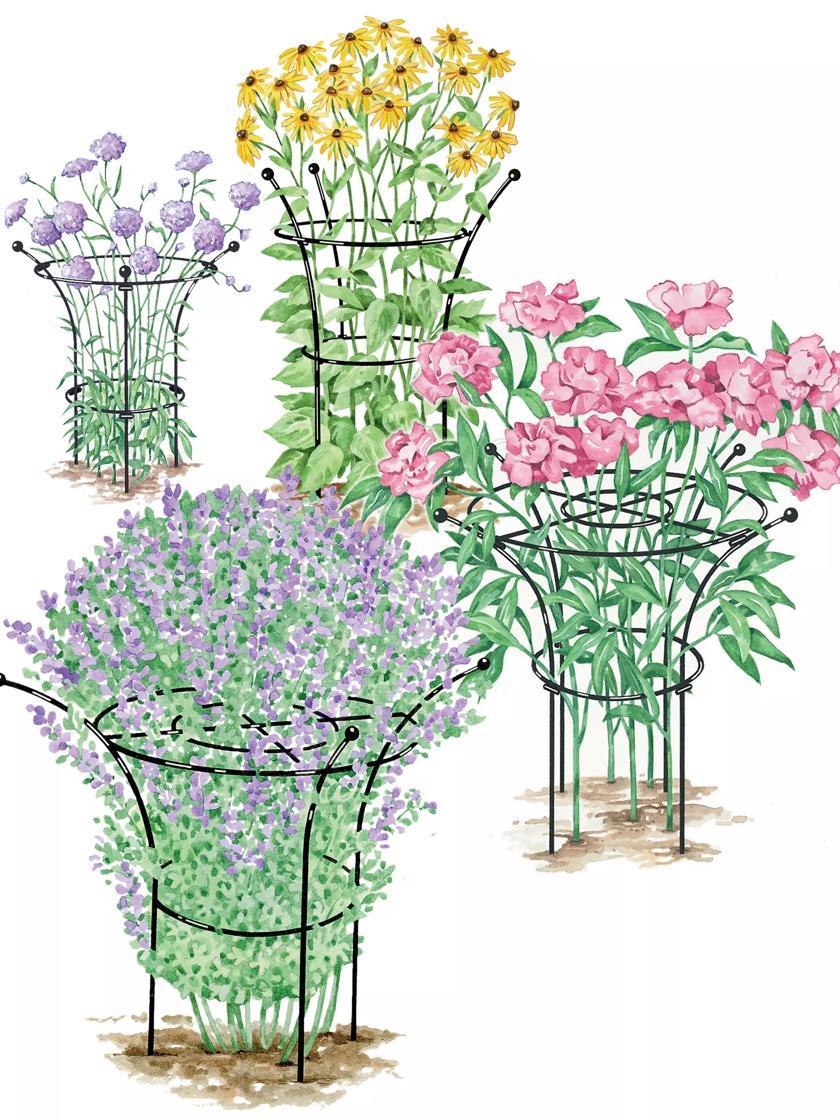 Flower Supports & Trellises |   Essex Plant Supports Flower Supports & Trellises Flower Supports & Trellises