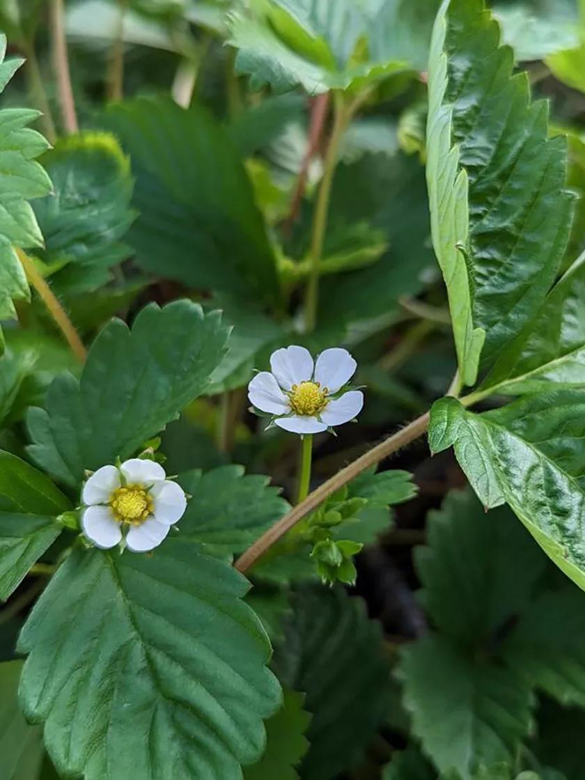 Fruit Plants & Bareroot |   Alpine Strawberry, Alexandria GARDEN SUPPLIES Fruit Plants & Bareroot