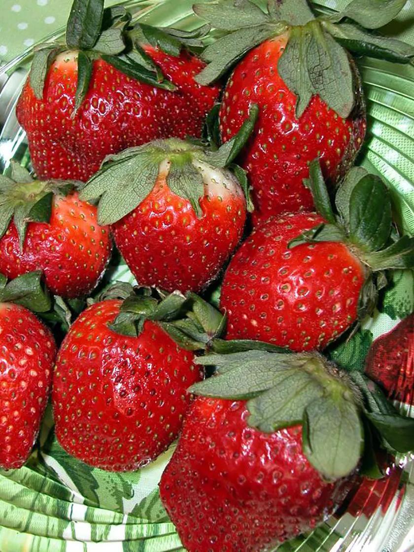 Fruit Plants & Bareroot |   Strawberry, Allstar Fruit Plants & Bareroot Fruit Plants & Bareroot