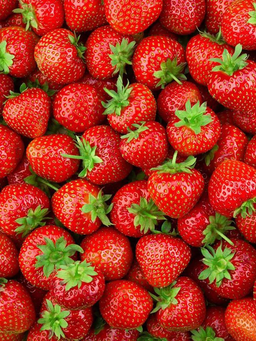 Fruit Plants & Bareroot |   Strawberry, Earliglow Fruit Plants & Bareroot Fruit Plants & Bareroot