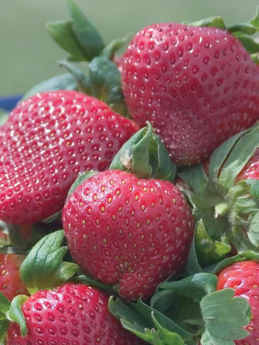 Fruit Plants & Bareroot |   Strawberry, Sparkle Fruit Plants & Bareroot Fruit Plants & Bareroot