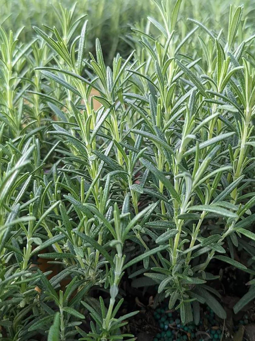 Herb Seeds & Plants |   Arp Rosemary GARDEN SUPPLIES Herb Seeds & Plants