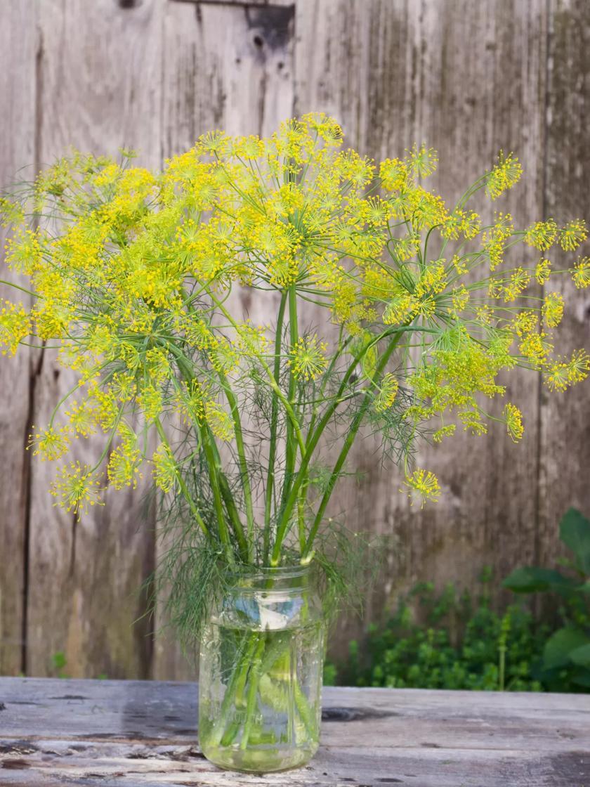 Herb Seeds & Plants |   Bouquet Dill Organic Seeds GARDEN SUPPLIES Herb Seeds & Plants