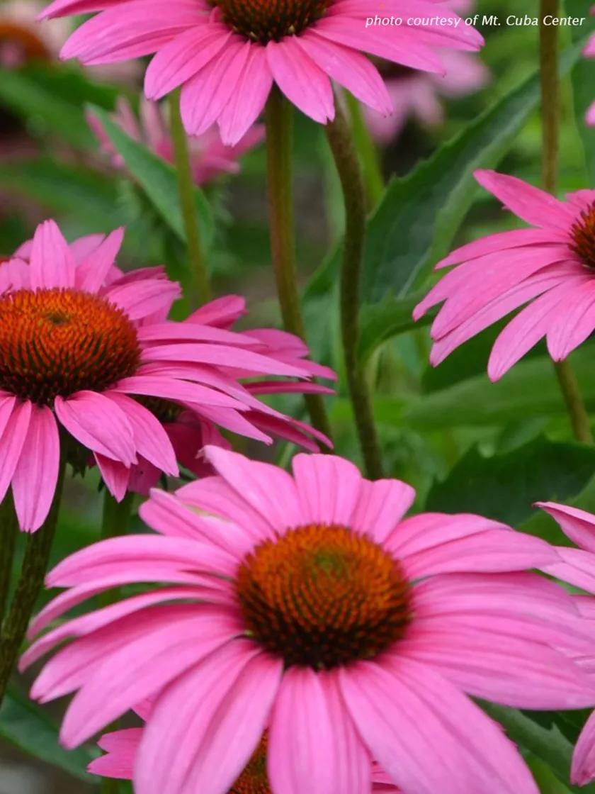 Herb Seeds & Plants |   Echinacea, Ruby Star GARDEN SUPPLIES Herb Seeds & Plants