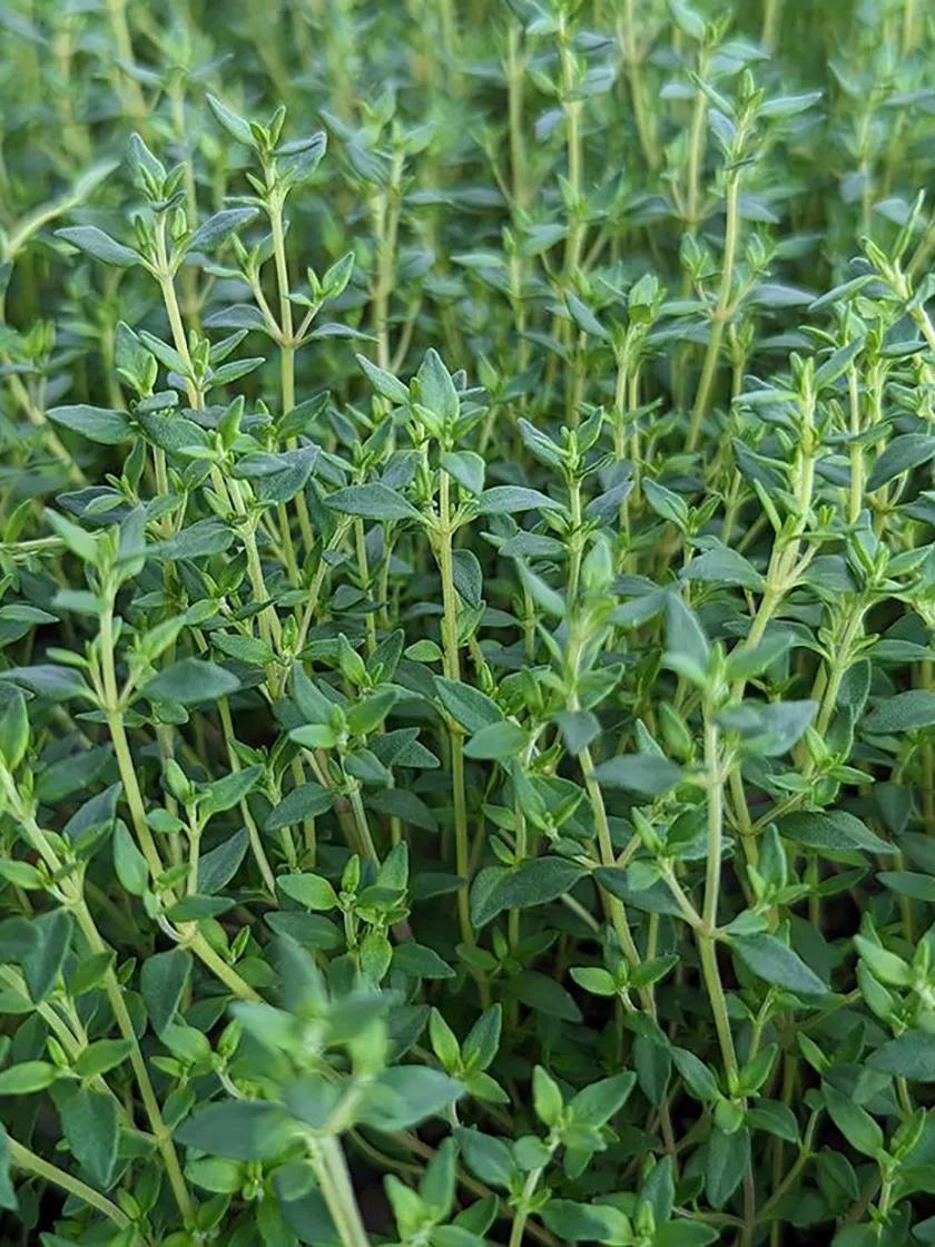 Herb Seeds & Plants |   English Thyme GARDEN SUPPLIES Herb Seeds & Plants