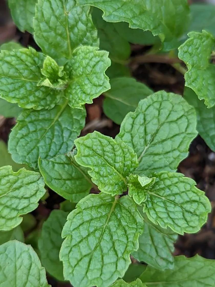 Herb Seeds & Plants |   Mojito Mint GARDEN SUPPLIES Herb Seeds & Plants