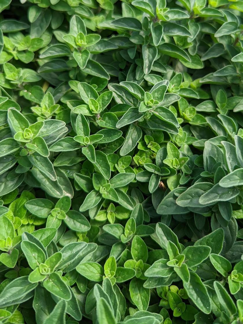 Herb Seeds & Plants |   Oregano, Supreme GARDEN SUPPLIES Herb Seeds & Plants