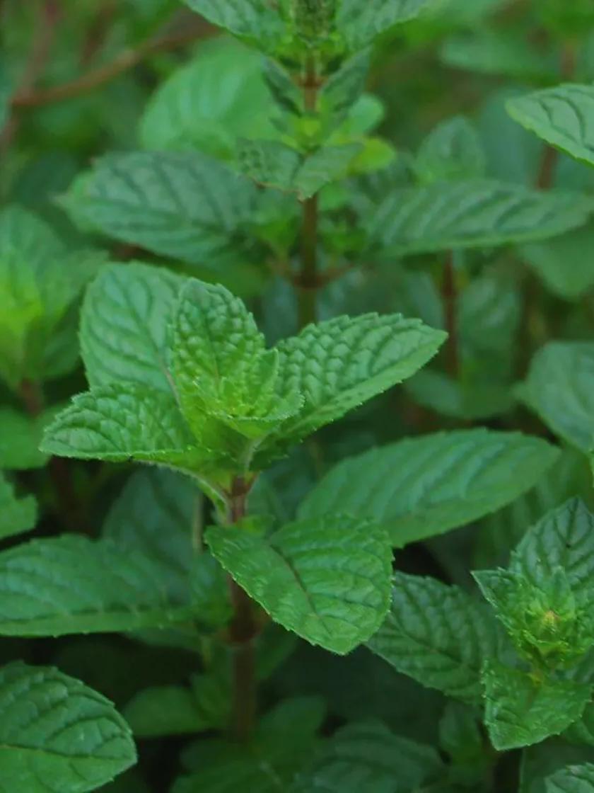 Herb Seeds & Plants |   Peppermint, Berries & Cream GARDEN SUPPLIES Herb Seeds & Plants