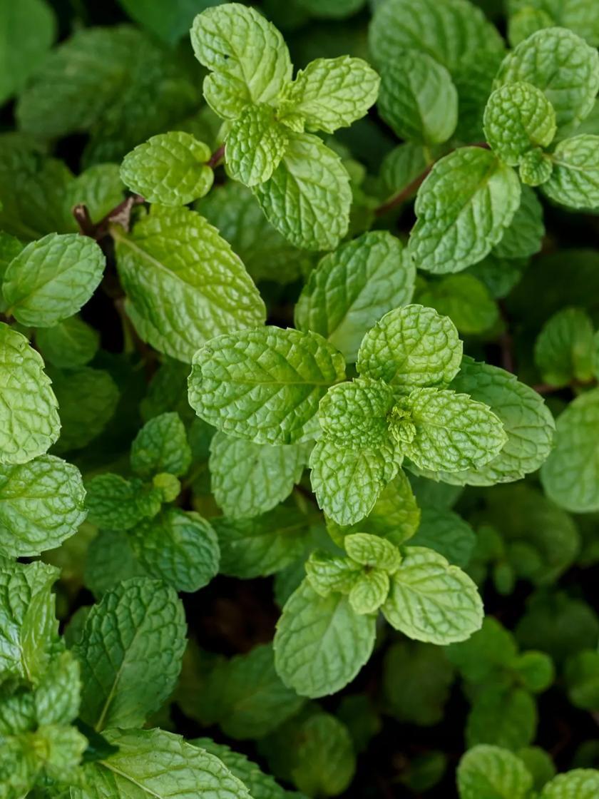 Herb Seeds & Plants |   Peppermint GARDEN SUPPLIES Herb Seeds & Plants