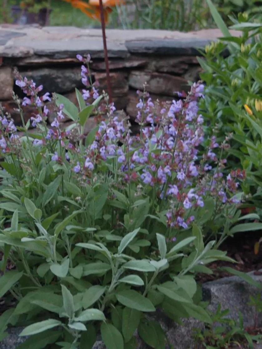 Herb Seeds & Plants |   Salvia, Garden Sage GARDEN SUPPLIES Herb Seeds & Plants