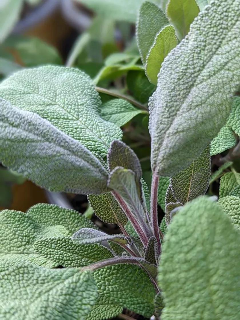 Herb Seeds & Plants |   Salvia, Purple Sage GARDEN SUPPLIES Herb Seeds & Plants