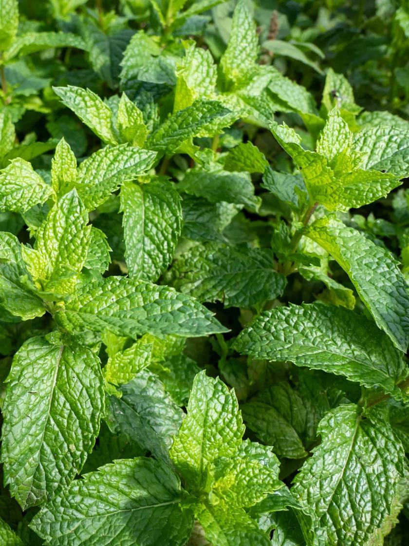 Herb Seeds & Plants |   Spearmint GARDEN SUPPLIES Herb Seeds & Plants