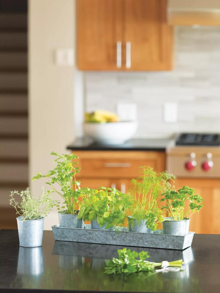 Indoor Pots & Planters |   Galvanized Organic Kitchen Herbs Growing Kit Indoor Pots & Planters Indoor Pots & Planters