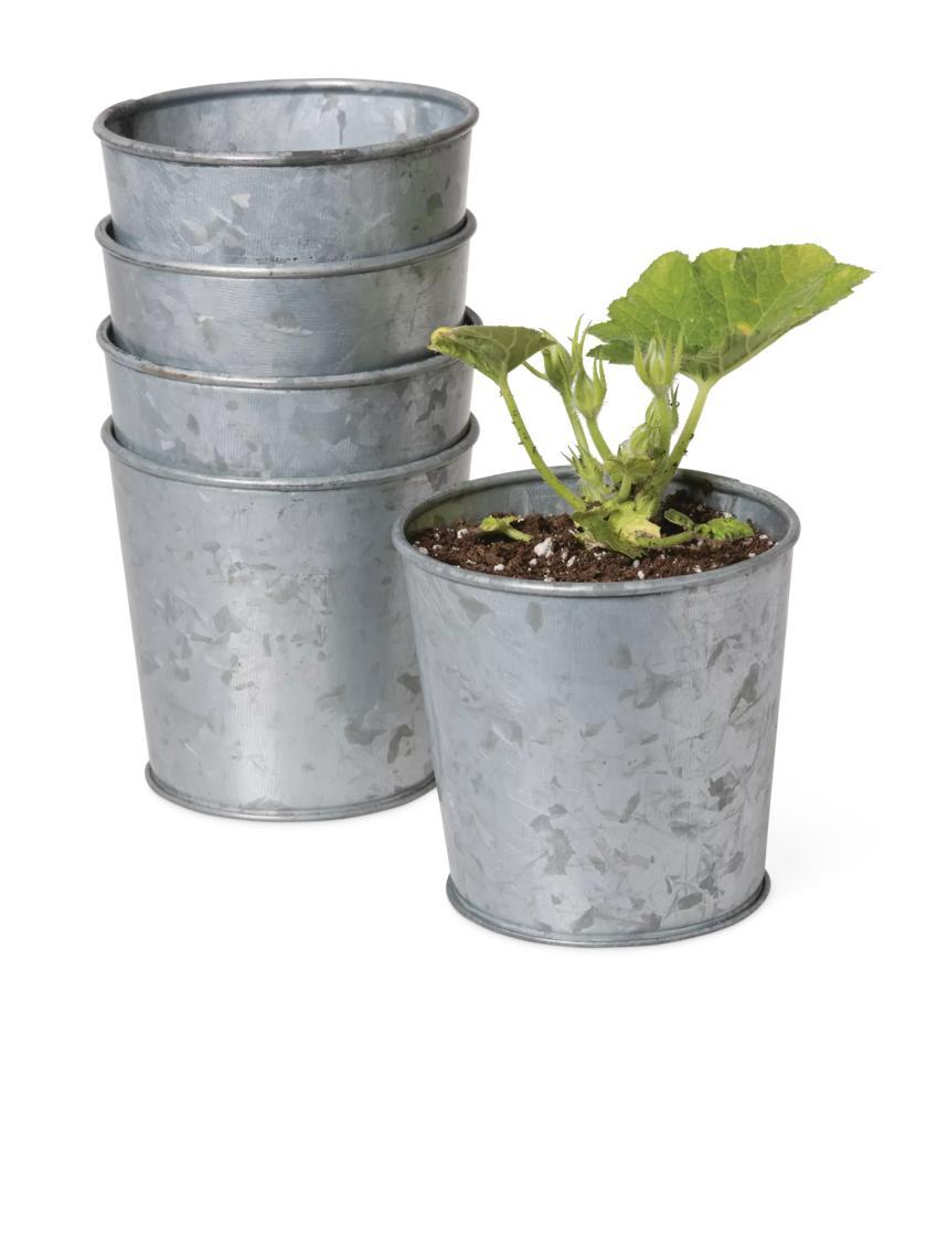 Indoor Pots & Planters |   Galvanized Planting Cups, Set of 5 Indoor Pots & Planters Indoor Pots & Planters