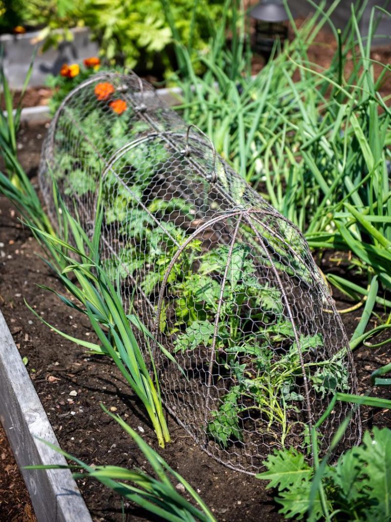 Plant Protectors & Row Covers |   3-in-1 Chicken Wire Cloche, XL GARDEN SUPPLIES Plant Protectors & Row Covers