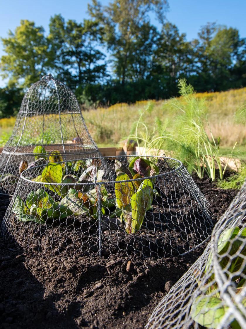 Plant Protectors & Row Covers |   Chicken Wire Cloche Extension GARDEN SUPPLIES Plant Protectors & Row Covers