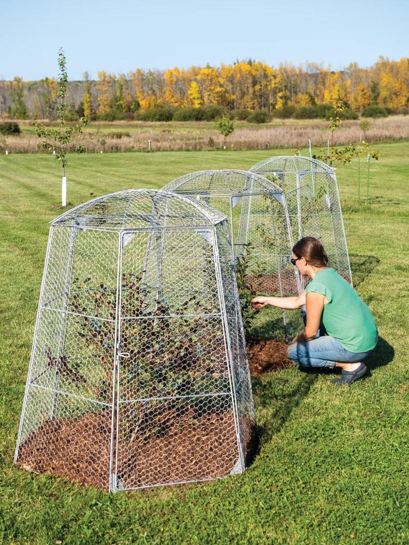 Plant Protectors & Row Covers |   Chicken Wire Super Dome GARDEN SUPPLIES Plant Protectors & Row Covers