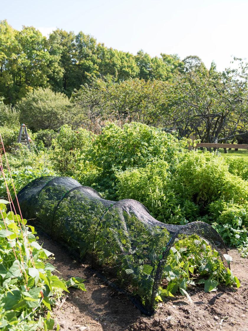 Plant Protectors & Row Covers |   Shade Tunnel GARDEN SUPPLIES Plant Protectors & Row Covers