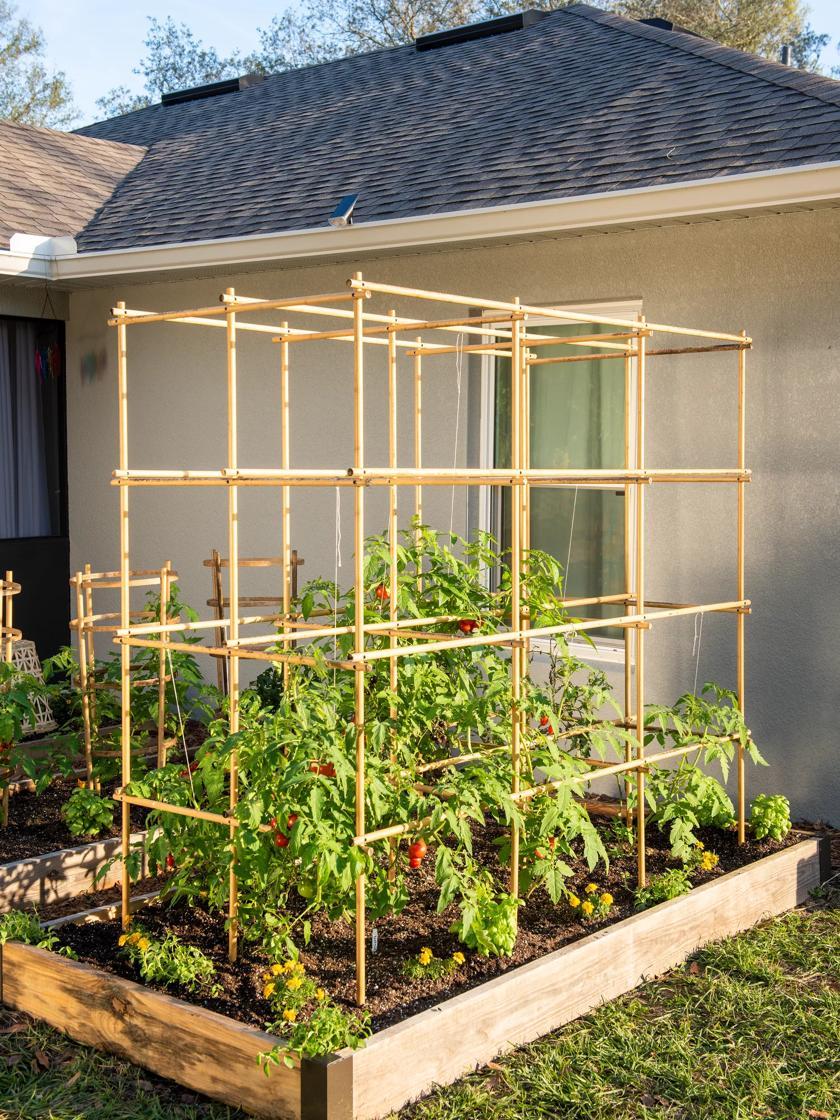 Tomato Cages & Supports |   Tomato Six Pack Support GARDEN SUPPLIES Tomato Cages & Supports