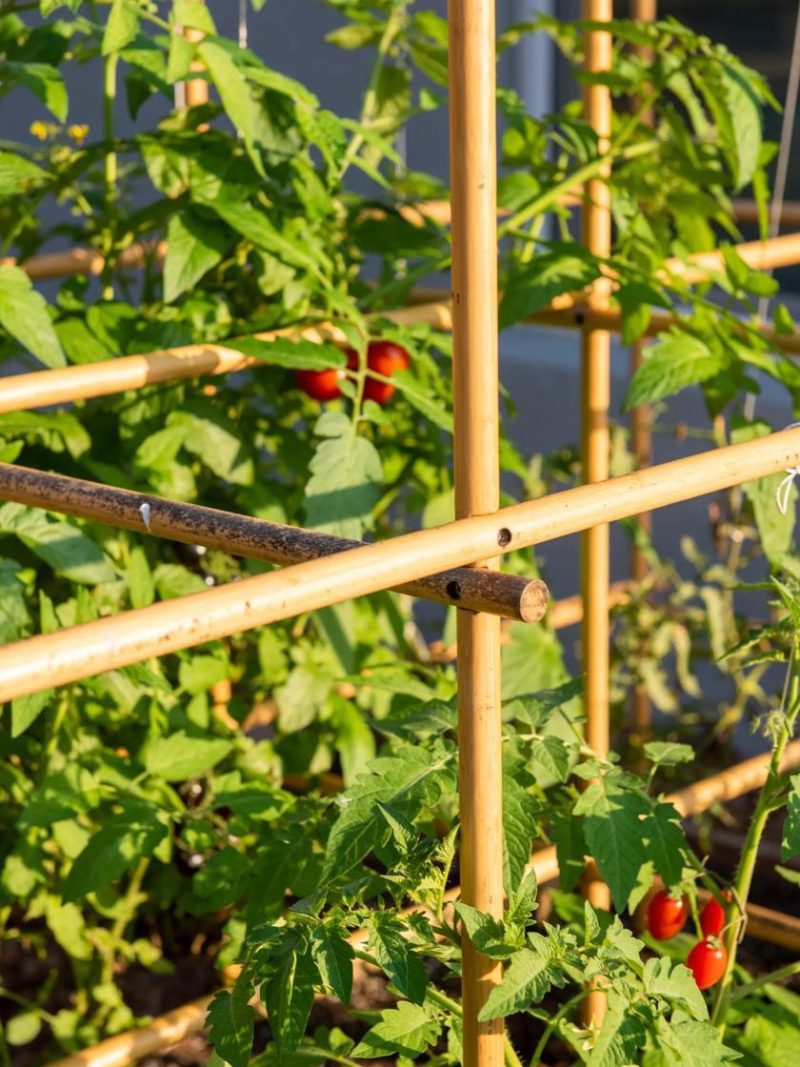 Tomato Cages & Supports |   Tomato Six Pack Support GARDEN SUPPLIES Tomato Cages & Supports