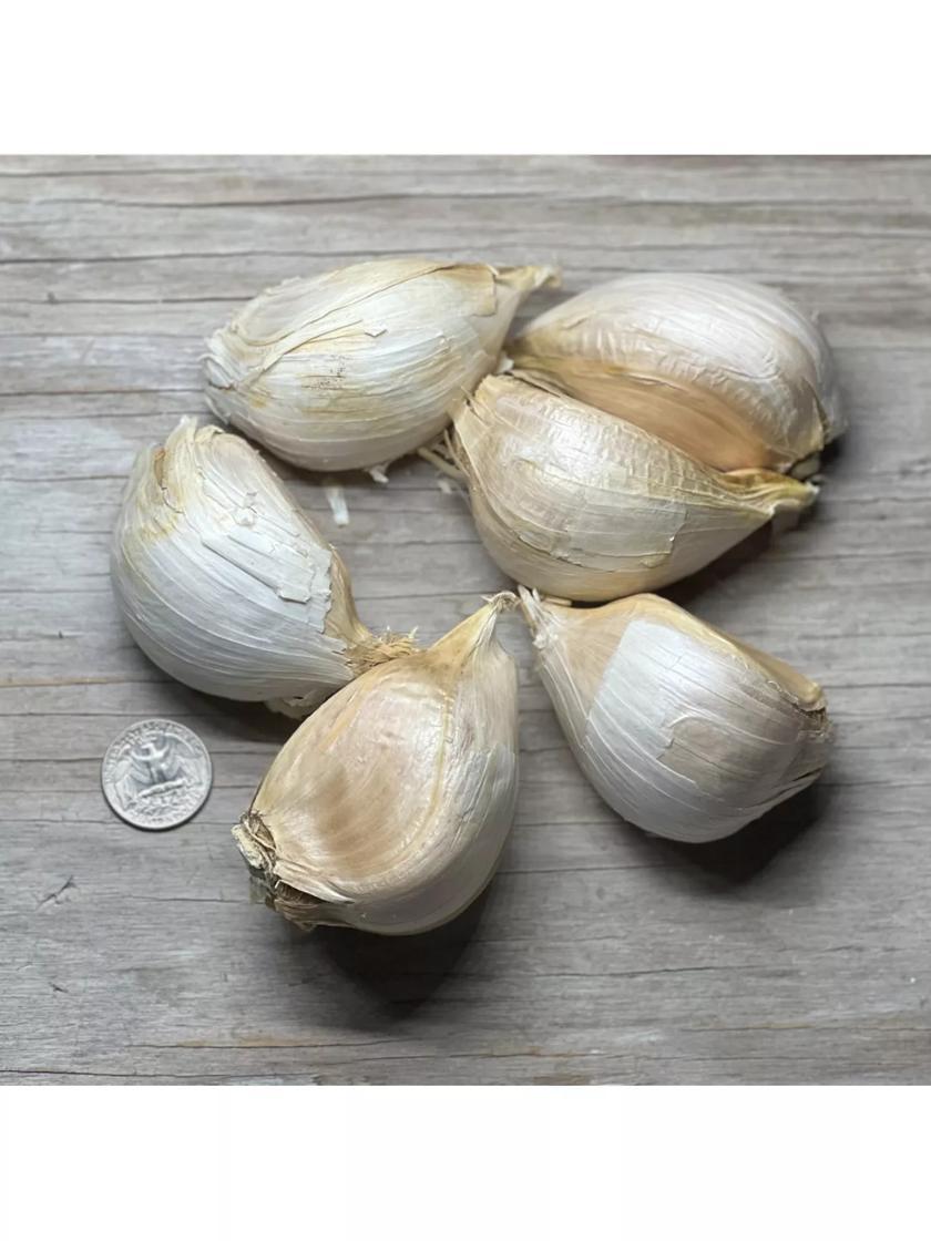 Vegetable Plants & Bulbs |   Elephant Garlic, 3 Bulbs GARDEN SUPPLIES Vegetable Plants & Bulbs