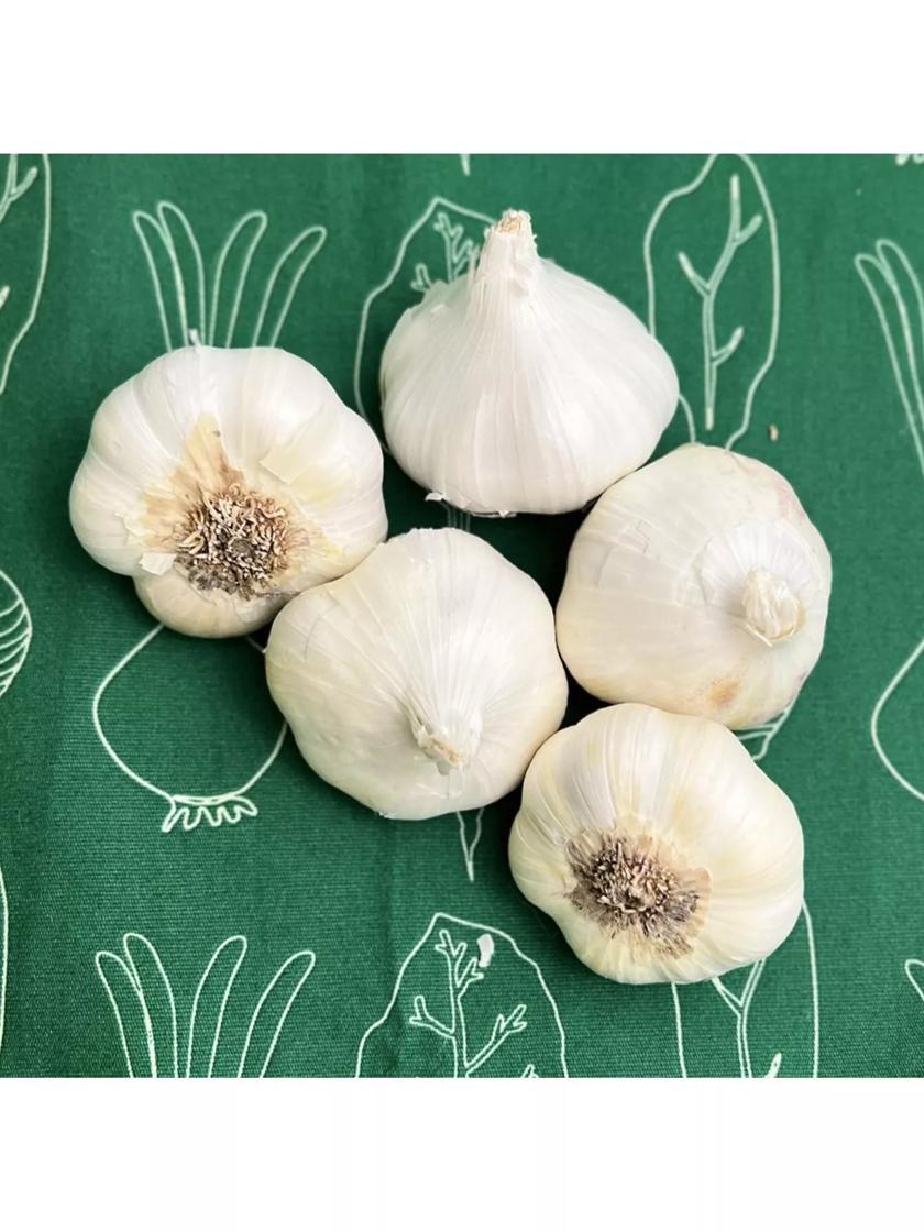 Vegetable Plants & Bulbs |   Garlic, Artichoke Sicilian, 5 Bulbs GARDEN SUPPLIES Vegetable Plants & Bulbs