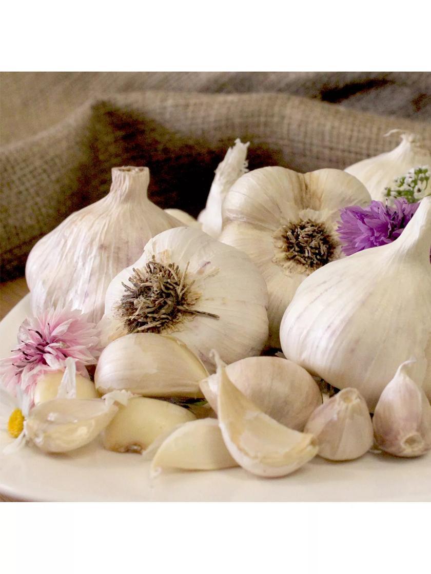 Vegetable Plants & Bulbs |   Garlic, Silverskin Inchelium Red, 5 Bulbs GARDEN SUPPLIES Vegetable Plants & Bulbs