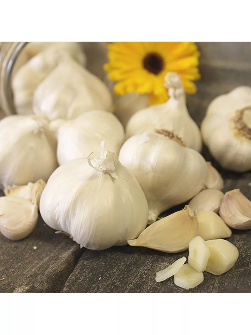 Vegetable Plants & Bulbs |   Garlic, Silverskin Silver Rose, 3 Bulbs GARDEN SUPPLIES Vegetable Plants & Bulbs