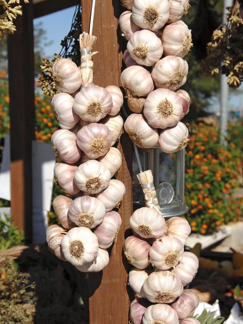 Vegetable Plants & Bulbs |   Garlic, Silverskin Silver Rose, 3 Bulbs GARDEN SUPPLIES Vegetable Plants & Bulbs