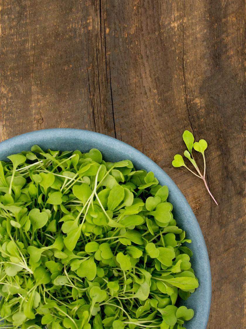 Vegetable Seeds |   Arugula Microgreens Organic Seeds GARDEN SUPPLIES Vegetable Seeds