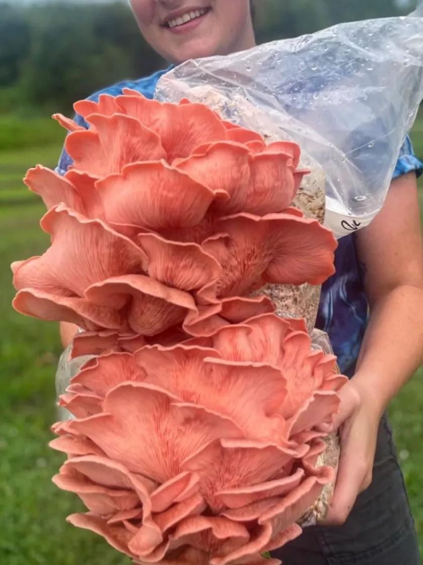 Vegetable Seeds |   BaltiSpore Pink Oyster Mushroom Grow Kit GARDEN SUPPLIES Vegetable Seeds