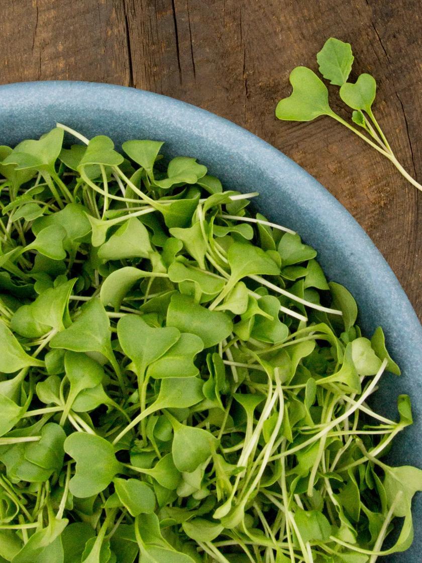 Vegetable Seeds |   Broccoli Microgreens Organic Seeds GARDEN SUPPLIES Vegetable Seeds