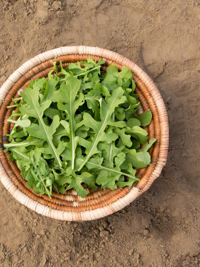 Vegetable Seeds |   Esmee Arugula Organic Seeds GARDEN SUPPLIES Vegetable Seeds