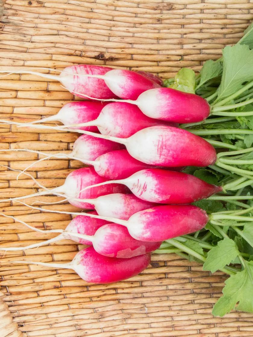 Vegetable Seeds |   French Breakfast Radish Organic Seeds GARDEN SUPPLIES Vegetable Seeds