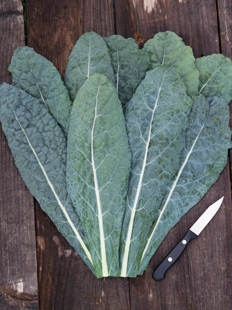 Vegetable Seeds |   Lacinato Dino Kale Organic Seeds GARDEN SUPPLIES Vegetable Seeds