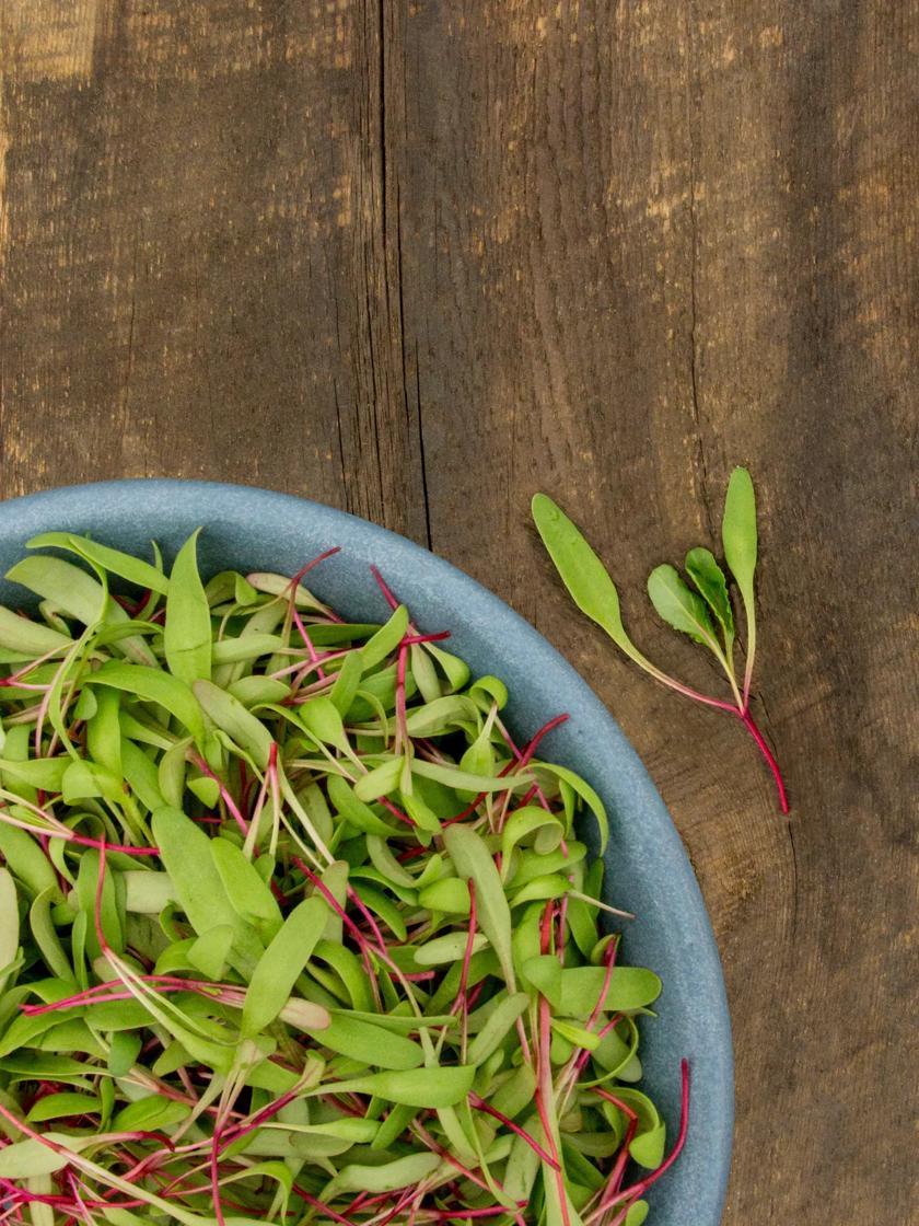 Vegetable Seeds |   Red Beet Microgreens Organic Seeds GARDEN SUPPLIES Vegetable Seeds