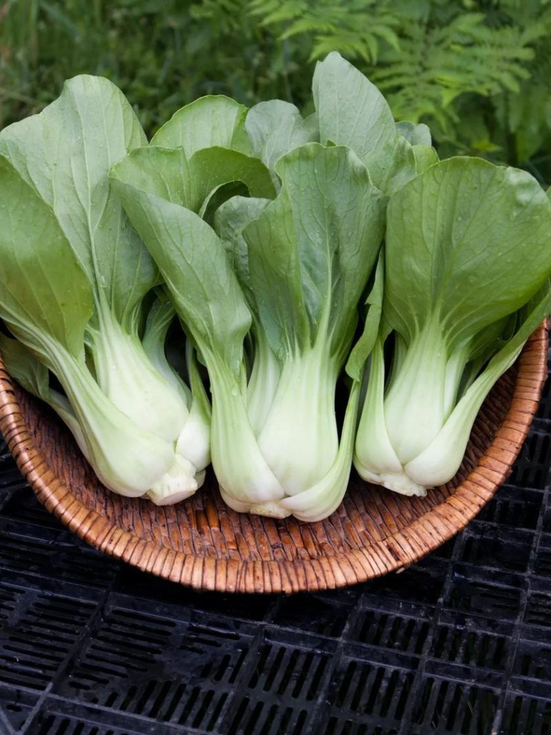 Vegetable Seeds |   Shanghai Green Pac Choy Organic Seeds GARDEN SUPPLIES Vegetable Seeds