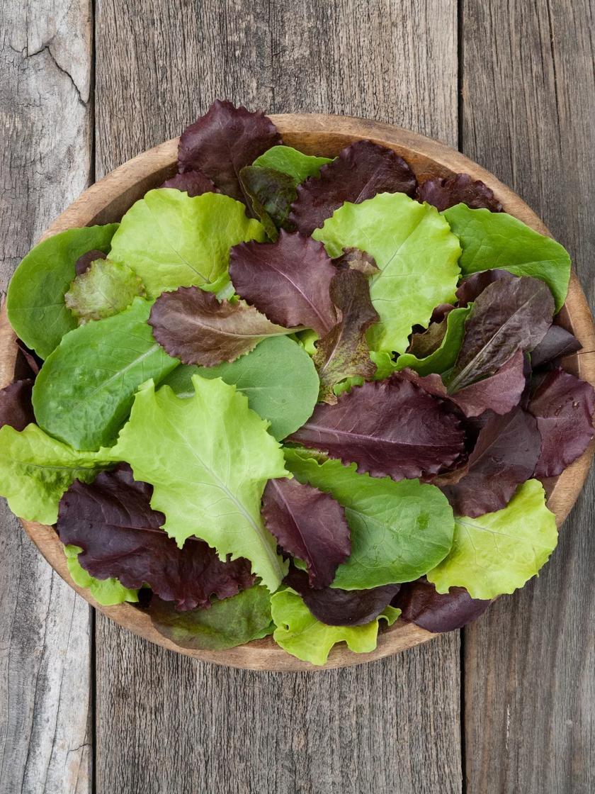 Vegetable Seeds |   Yankee Hardy Blend Lettuce Organic Seeds GARDEN SUPPLIES Vegetable Seeds