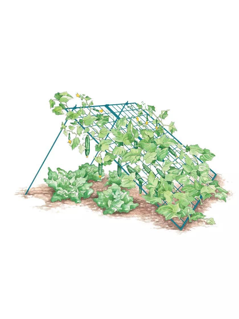 Vegetable Supports & Trellises |   Large Cucumber Trellis GARDEN SUPPLIES Vegetable Supports & Trellises