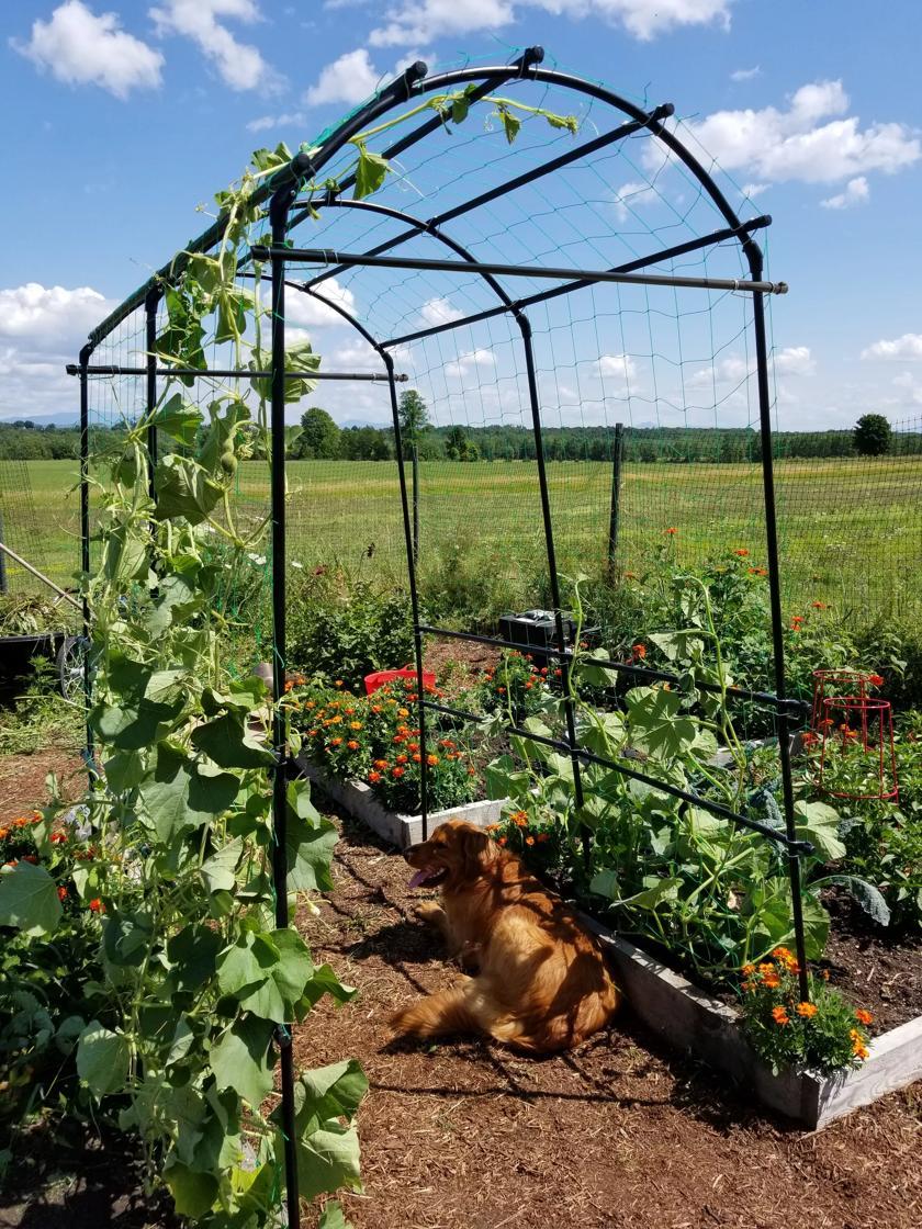 Vegetable Supports & Trellises |   Titan Squash Tunnel GARDEN SUPPLIES Vegetable Supports & Trellises