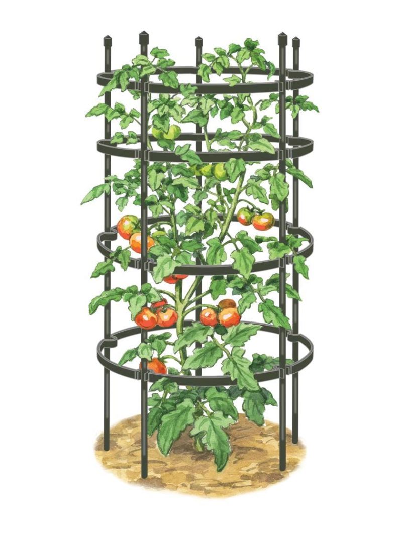 Vegetable Supports & Trellises |   Titan Tomato Cages, Set of 3 GARDEN SUPPLIES Vegetable Supports & Trellises