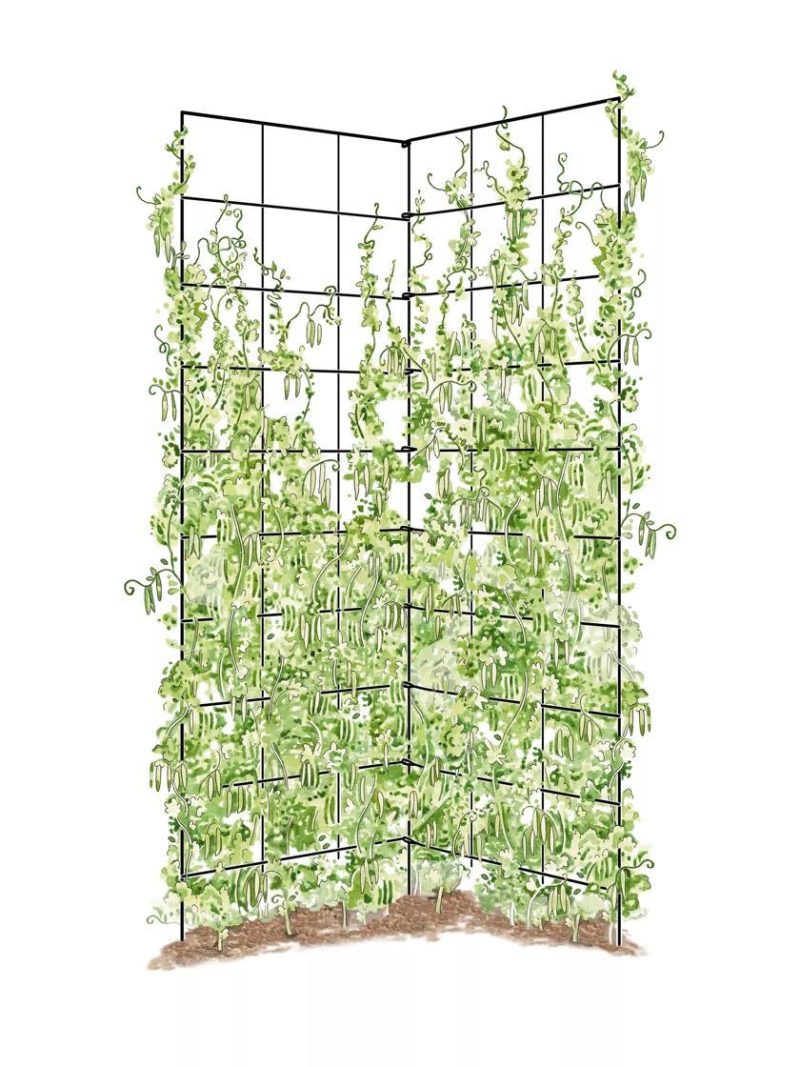 Vegetable Supports & Trellises |   Two Panel Folding Trellis GARDEN SUPPLIES Vegetable Supports & Trellises