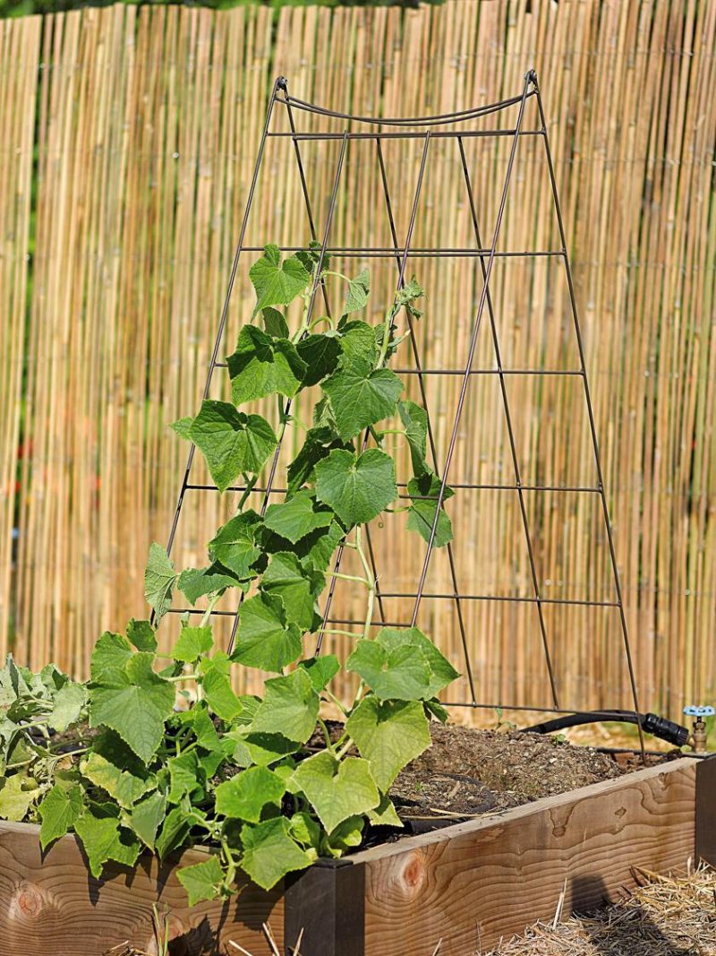 Vegetable Supports & Trellises |   Wire A-Frame Trellis GARDEN SUPPLIES Vegetable Supports & Trellises